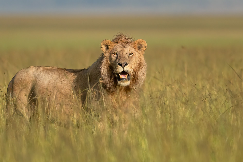 Echoes Of Courage Photography Art | Jamey Binneveld Photography