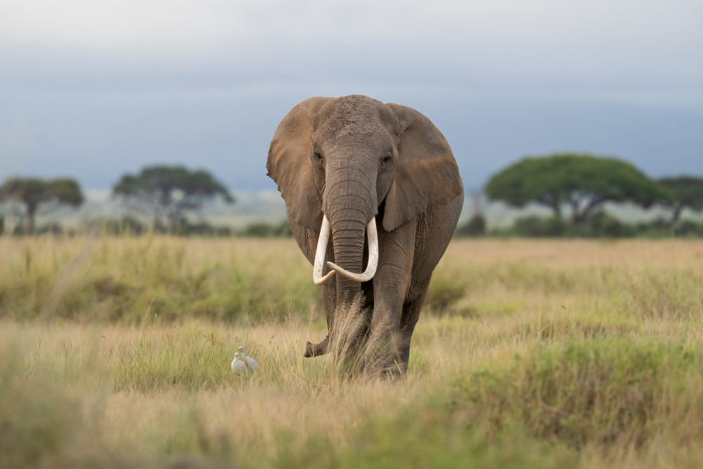 One Elephant A Thousand Stories Photography Art | Jamey Binneveld Photography