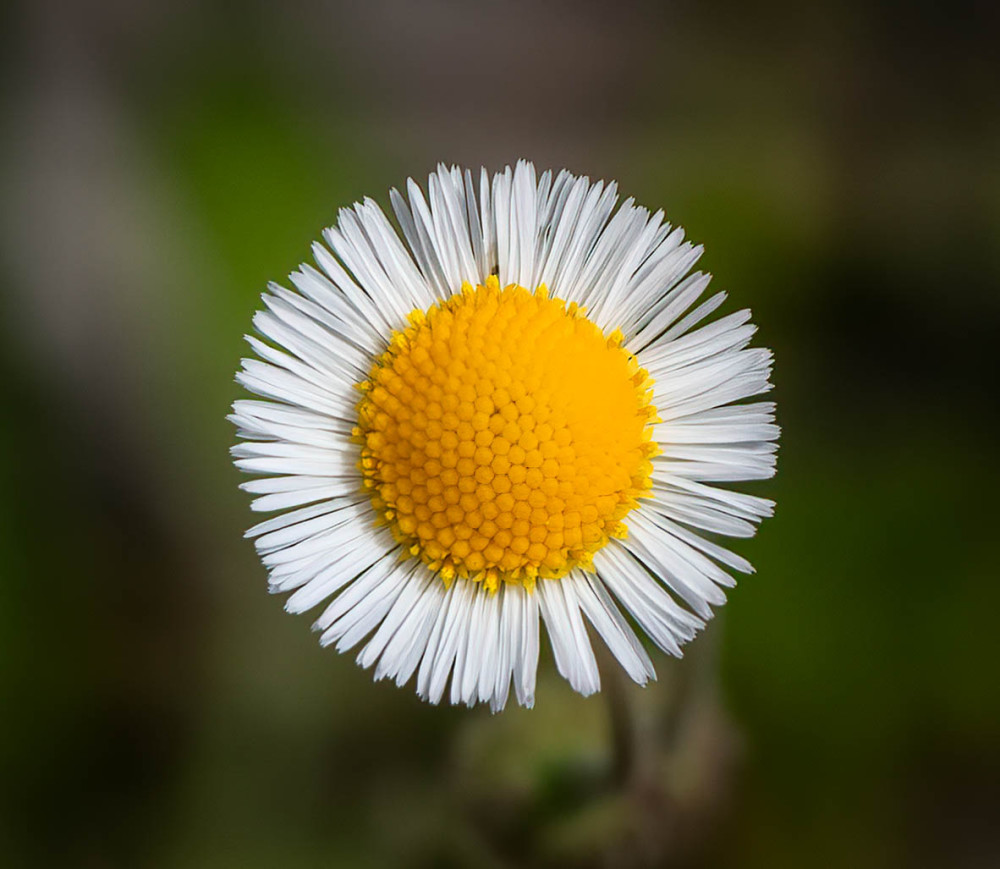 Botanical Beauty Photography Art | Jamey Binneveld Photography