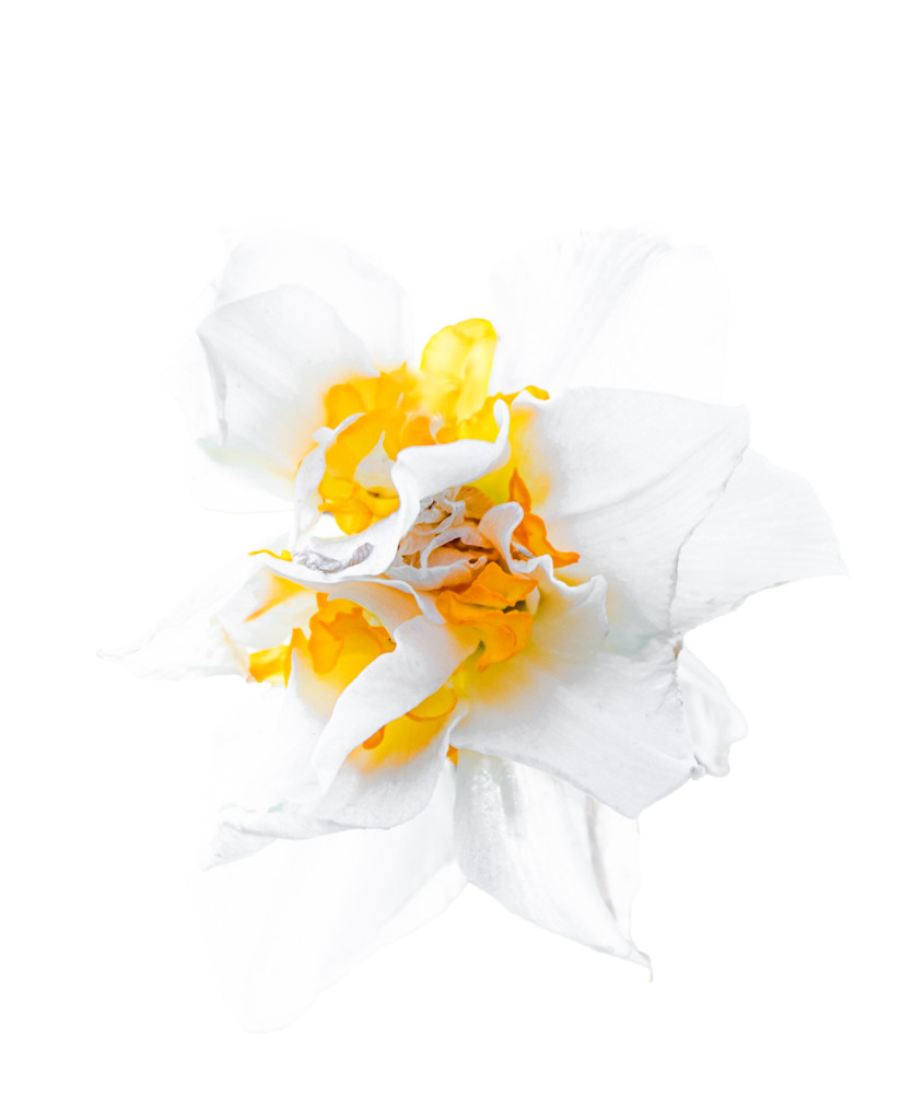 Double Daffodil Photography Art | Kimberly Umstead Photography
