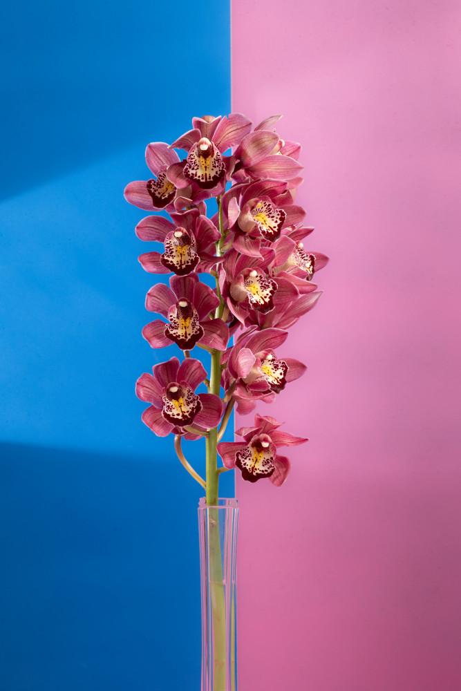 Orchids Photography Art | Lester Blair Gallery