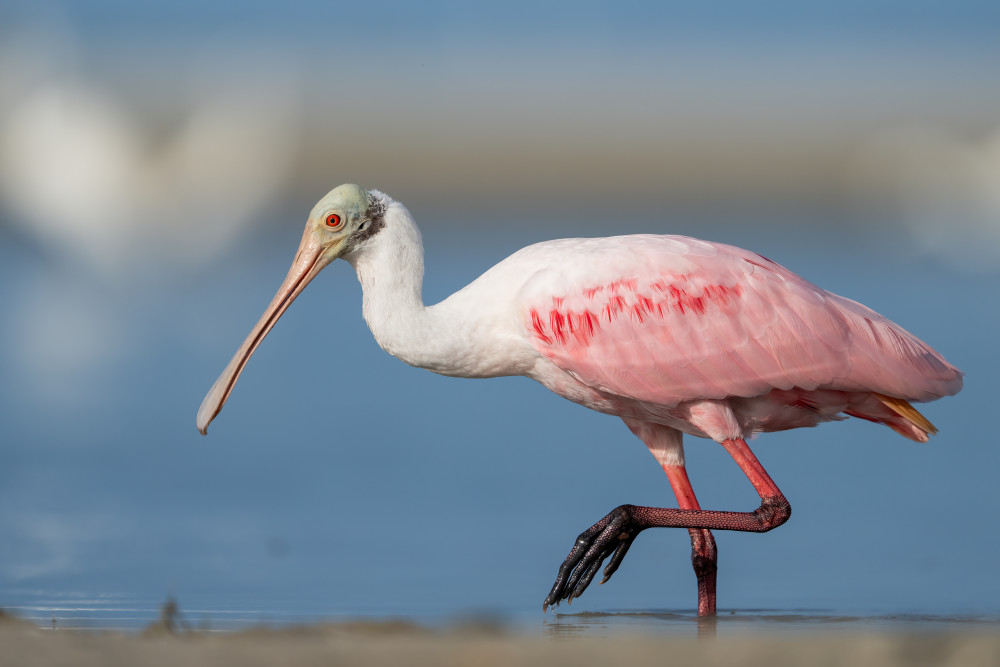 Elegance In The Shallows Photography Art | Jamey Binneveld Photography