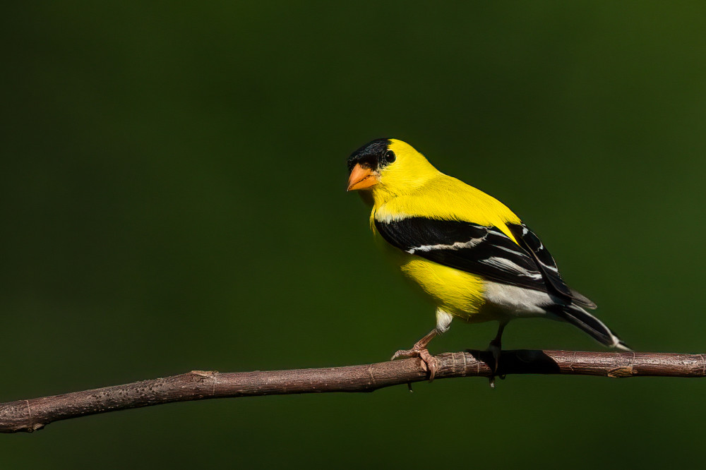 American Goldfinch In Highlands North Carolina Photography Art | Jamey Binneveld Photography