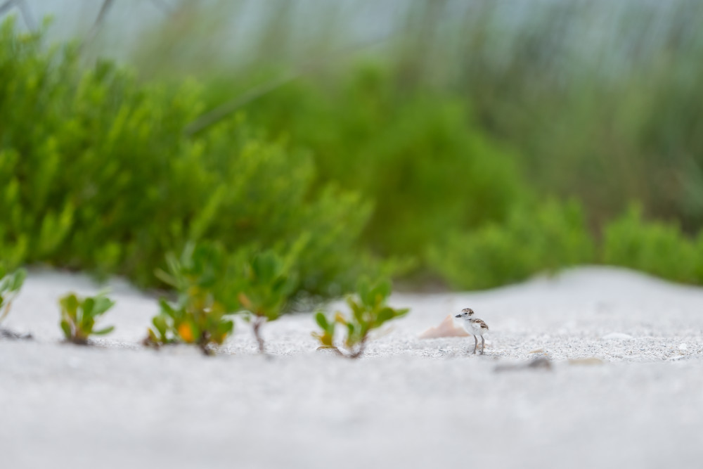 Where's Wilson? Photography Art | Jamey Binneveld Photography
