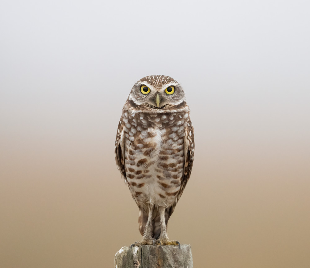 Watcher Of The Burrow Photography Art | Jamey Binneveld Photography