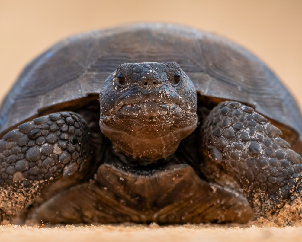 Gopher Tortoise On The Move Photography Art | Jamey Binneveld Photography