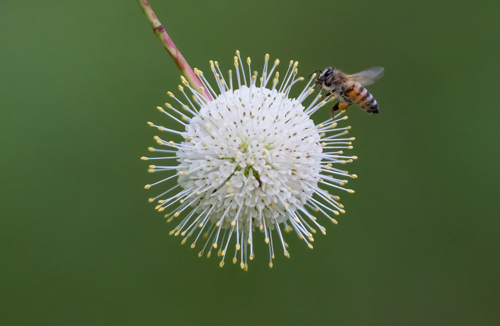 The Visitor Photography Art | Jamey Binneveld Photography