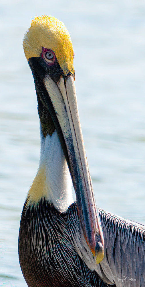 Majestic Blue Art | Fiovida Studio & Art Gallery