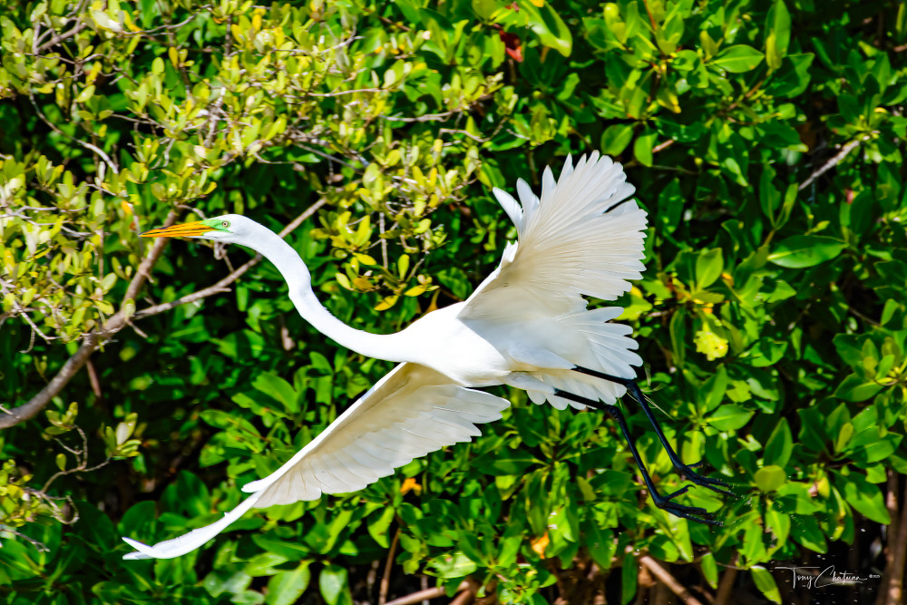 Master Great Egret In Flight Art | Fiovida Studio & Art Gallery