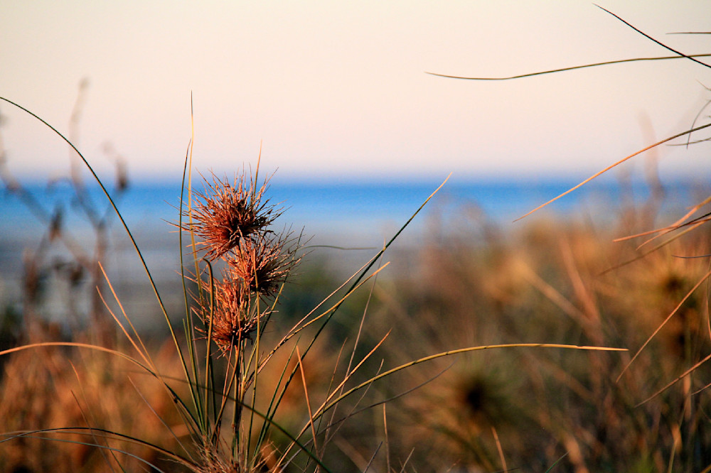 Beach Grasses Photography Art | Images by Simon