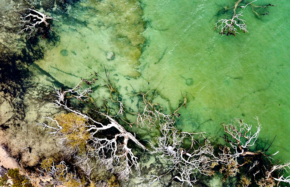 Hiding Stingrays   Herald Bight Photography Art | Images by Simon