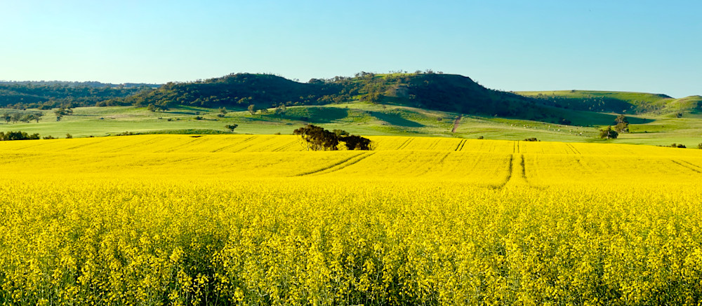 Canola Crop Photography Art | Images by Simon