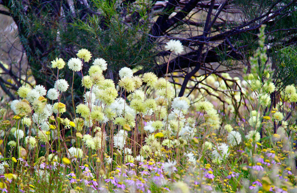 Wildflowers Wagga Wagga Station Yalgoo Photography Art | Images by Simon