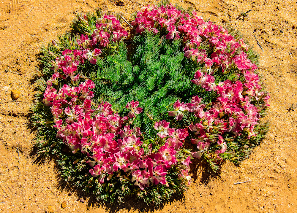 Wreath Flower Photography Art | Images by Simon