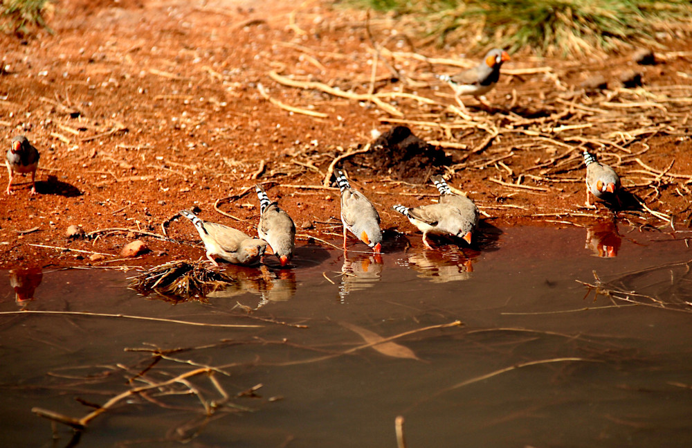 Zebra Finches   Wooleen Station Photography Art | Images by Simon