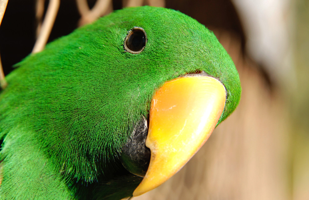 Hello   Eclectus Parrot Photography Art | Images by Simon