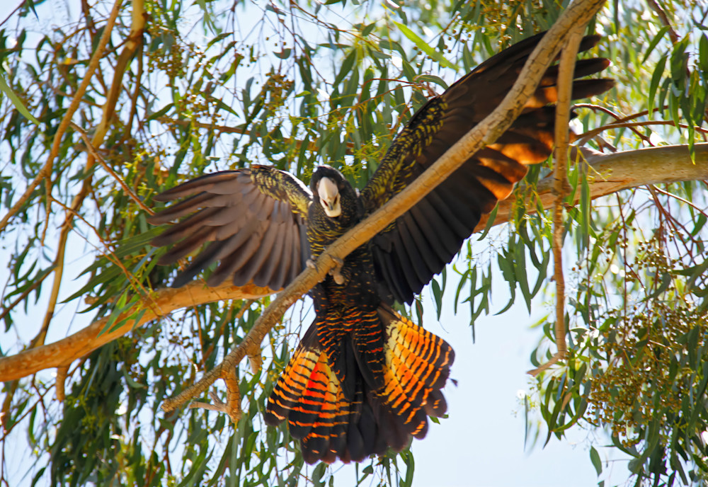 Red Tailed Black Cockatoo Photography Art | Images by Simon