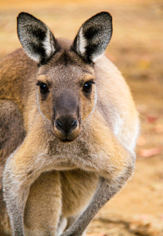 Young Western Red Kangaroo 1 Photography Art | Images by Simon