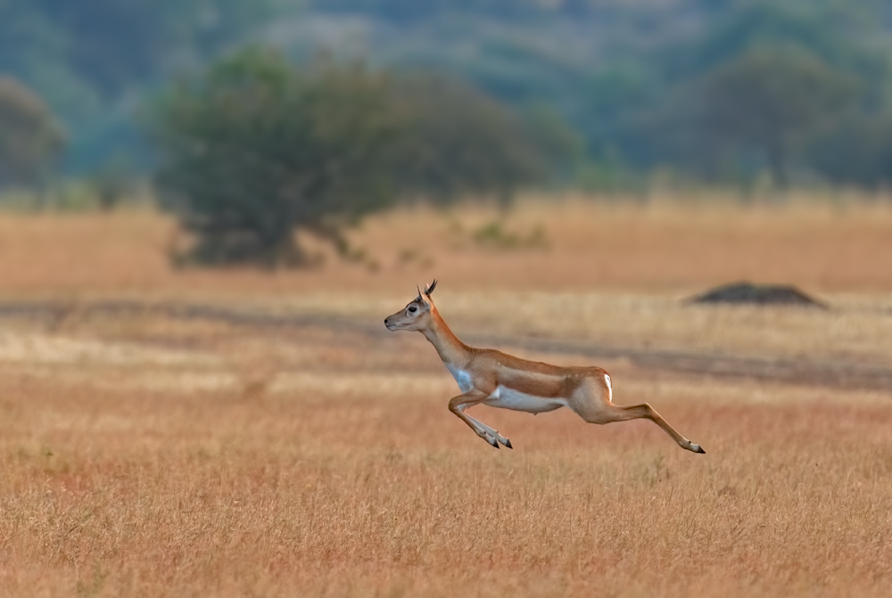 On The Run Photography Art | Husein Latif