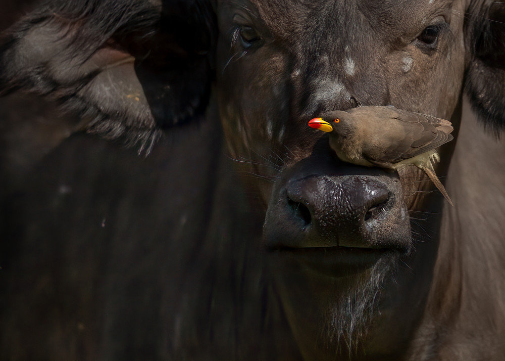 An Oxpecker On A Cape Buffalo's Nose Photography Art | Jamey Binneveld Photography