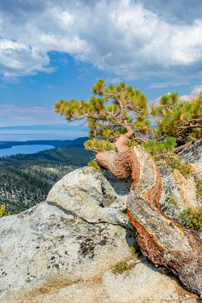Tahoe Tree 3