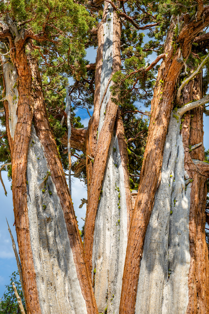 Tahoe Tree 4