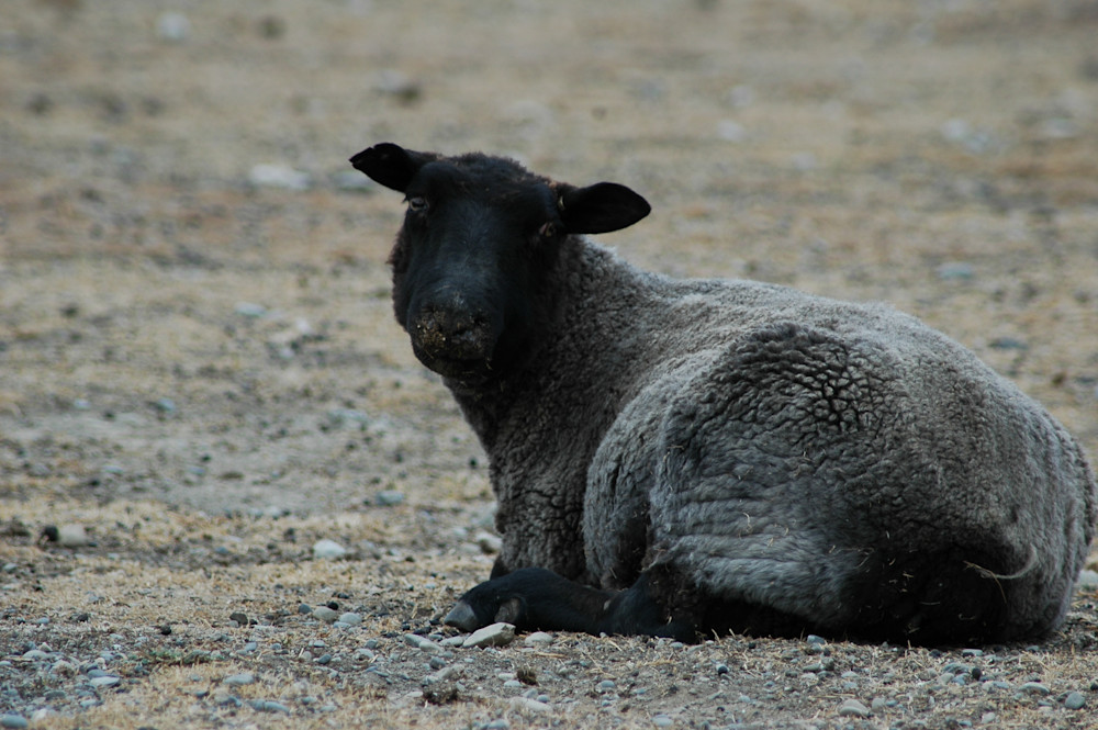 Black Sheep Photography Art | Floegel Artworks