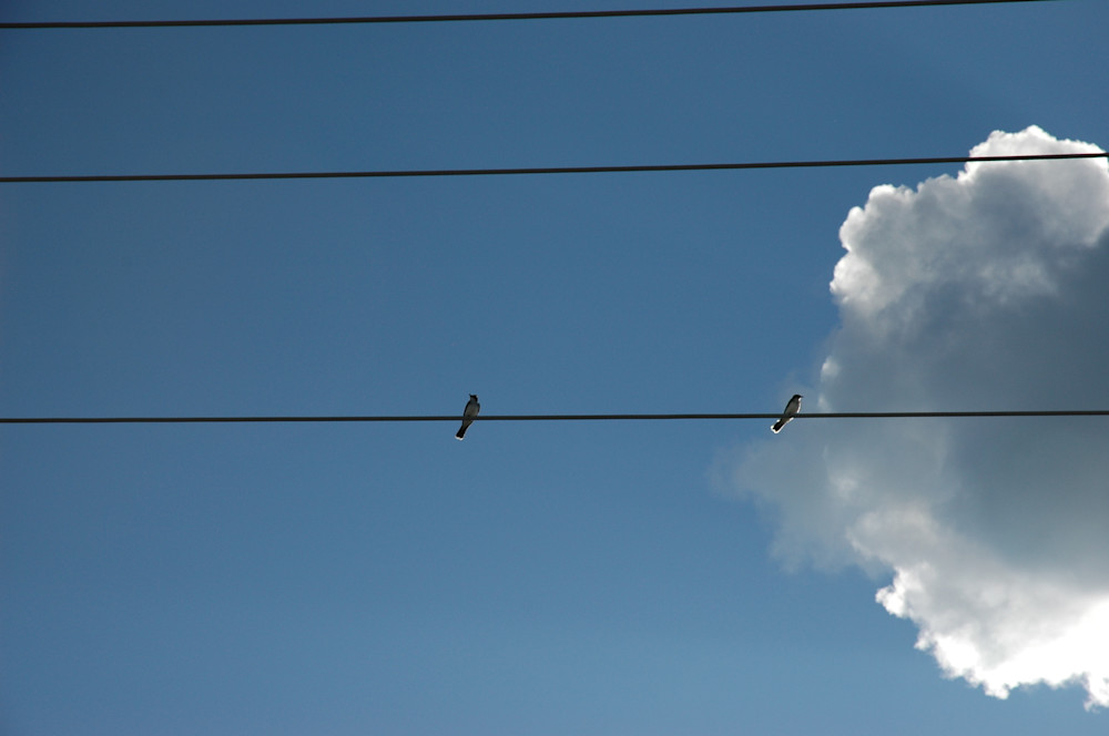 Birds On A Wire Photography Art | Floegel Artworks