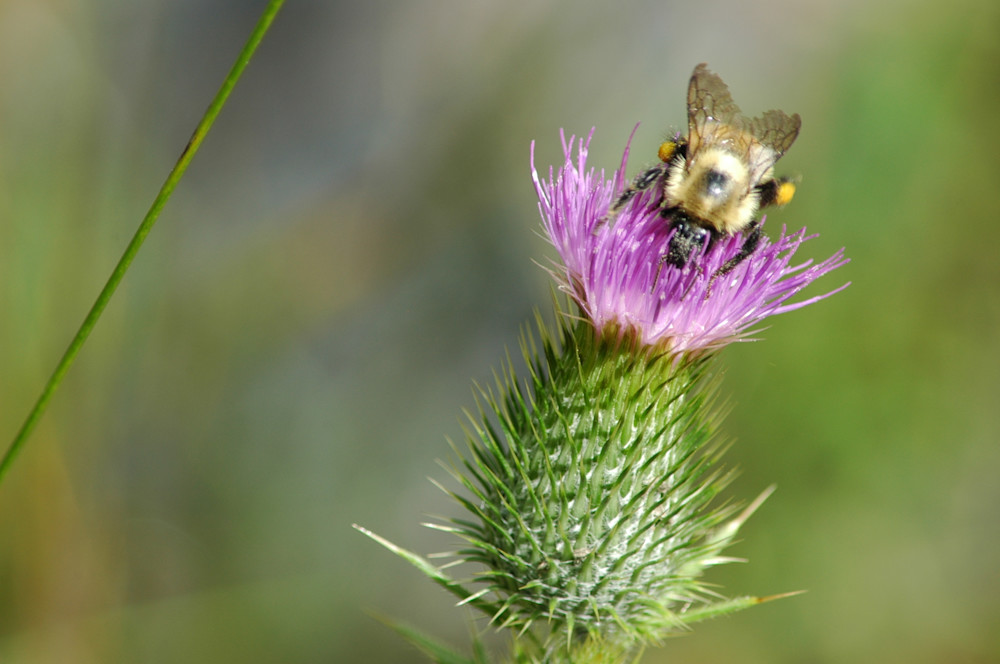 Bumble Bee Feast Photography Art | Floegel Artworks