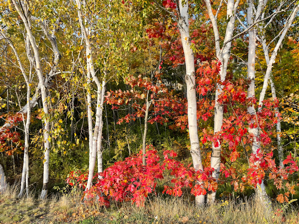 Fall Birches Photography Art | Floegel Artworks
