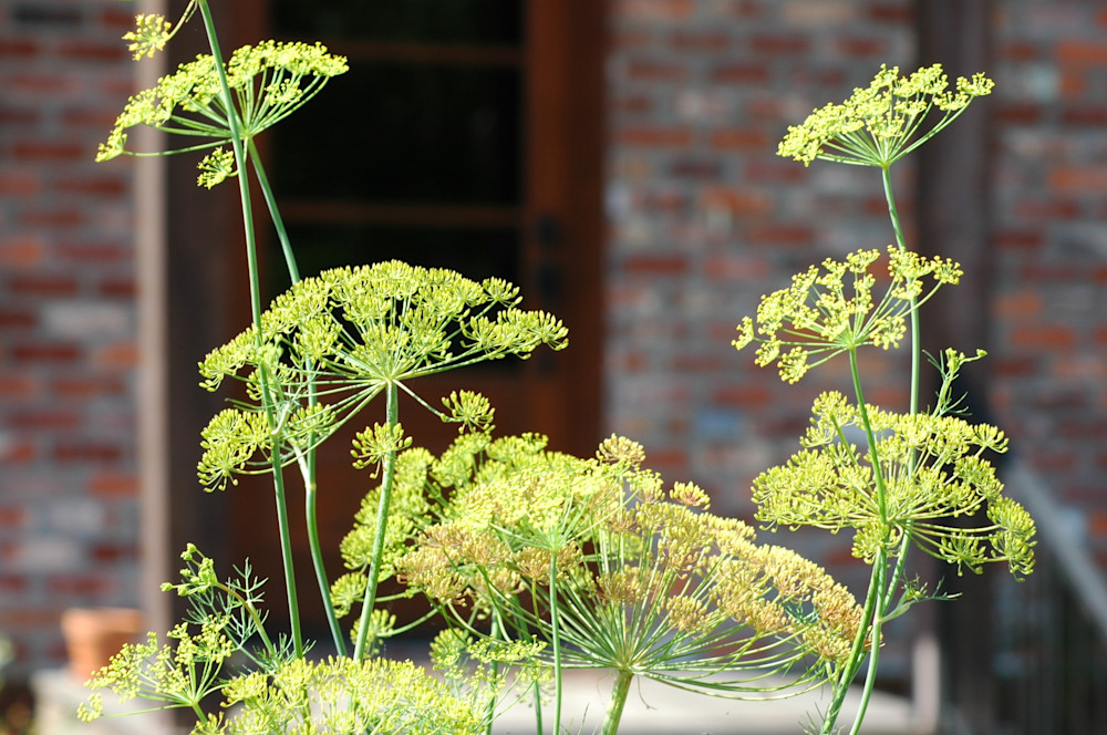 Louisiana Garden Photography Art | Floegel Artworks