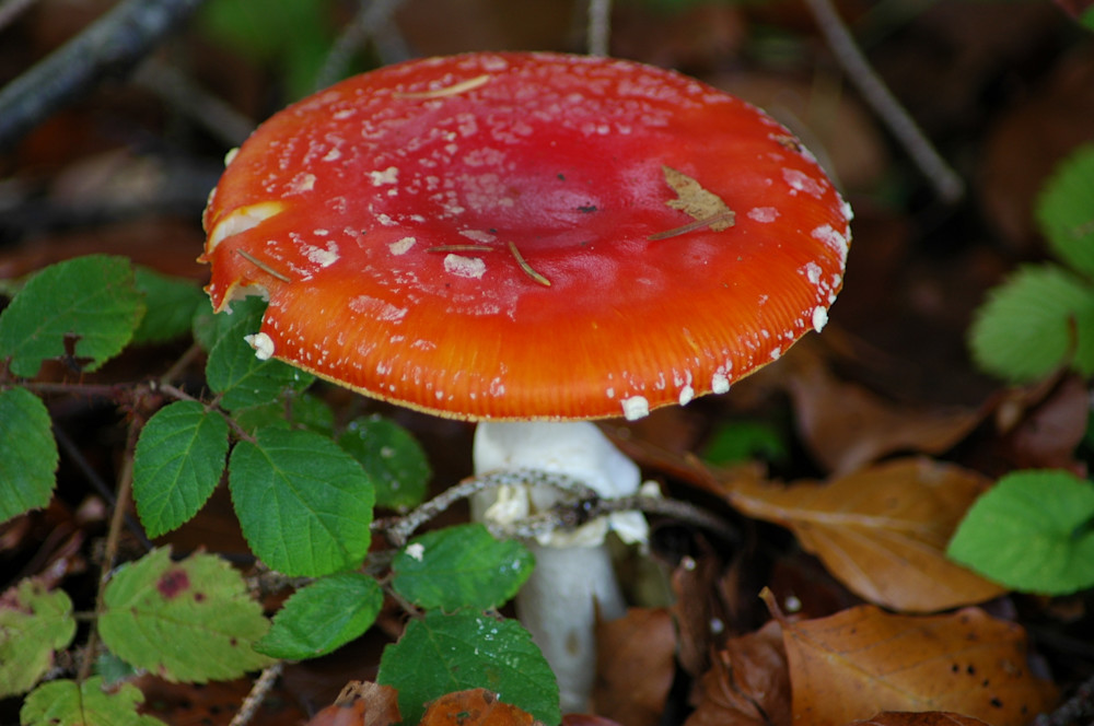 Red Mushroom Photography Art | Floegel Artworks