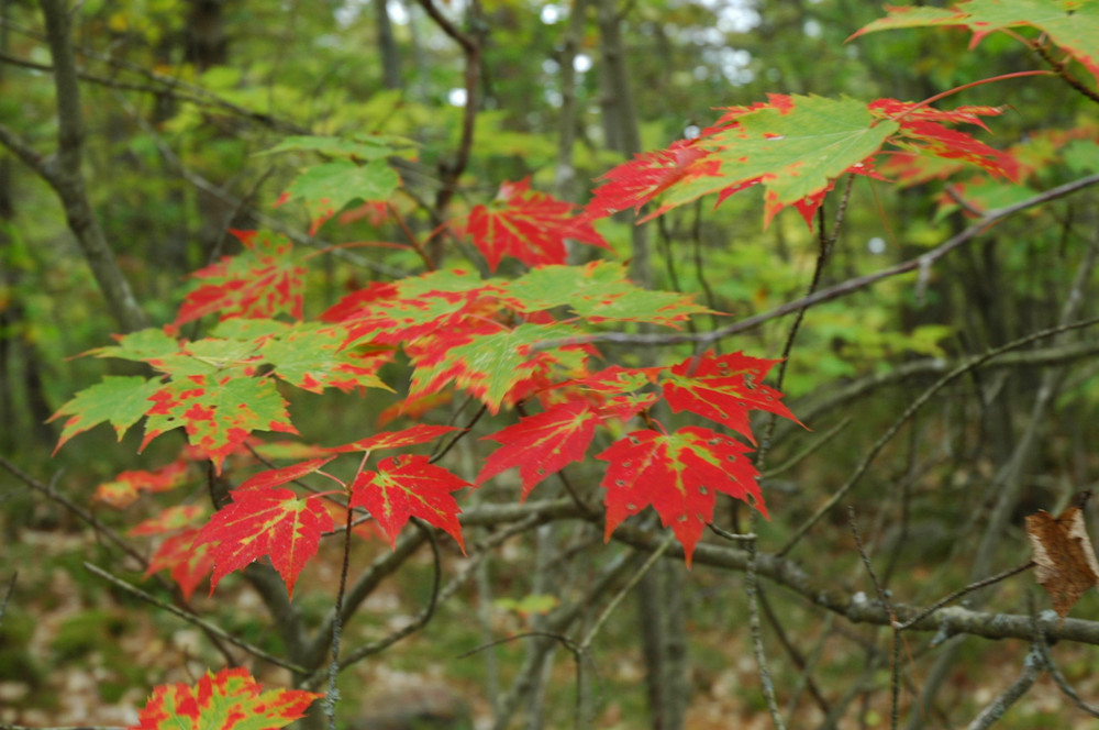 Red On Green Leaves Photography Art | Floegel Artworks