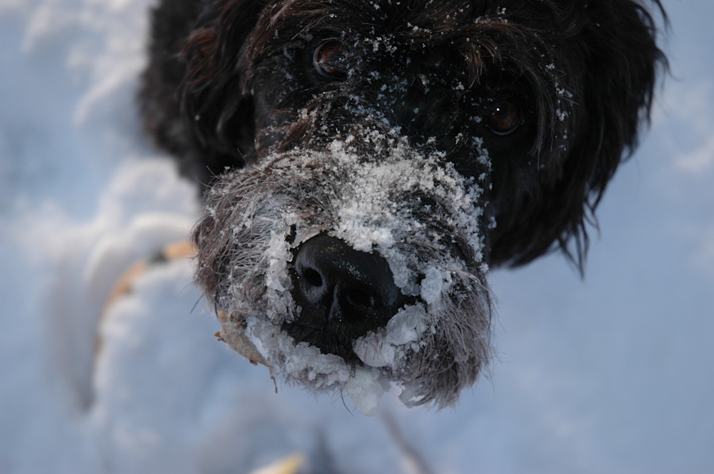 Snowdog Photography Art | Floegel Artworks