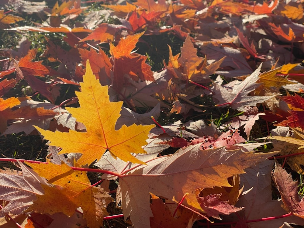 Yellow Maple Photography Art | Floegel Artworks