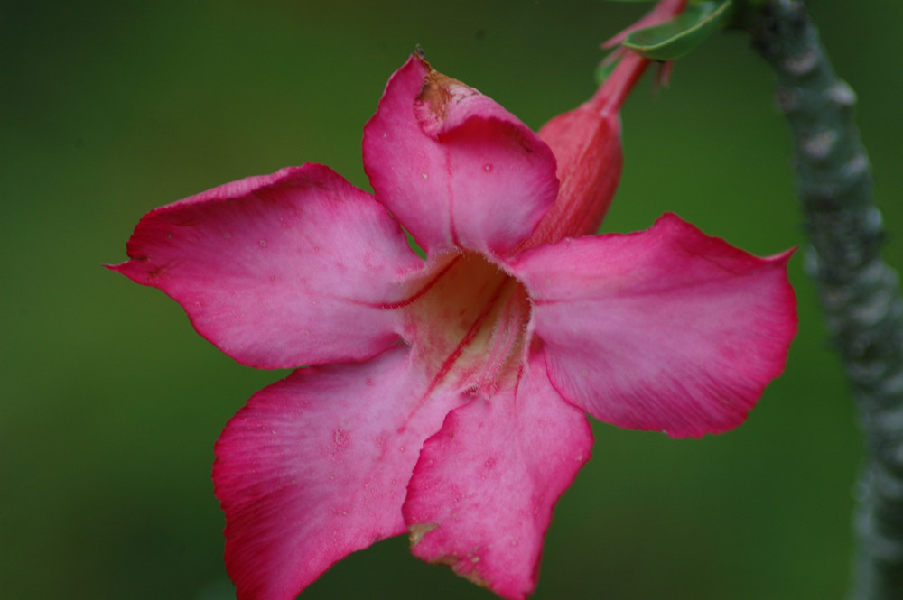 Bahama Dark Pink Photography Art | Floegel Artworks