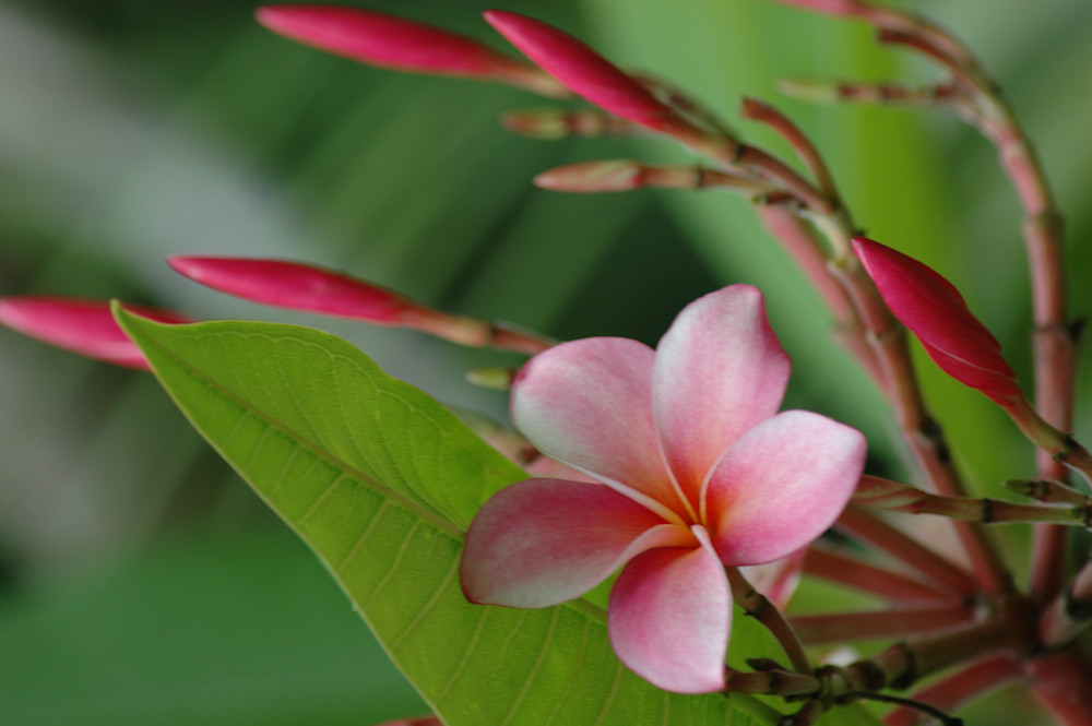 Bahama Light Pink Photography Art | Floegel Artworks