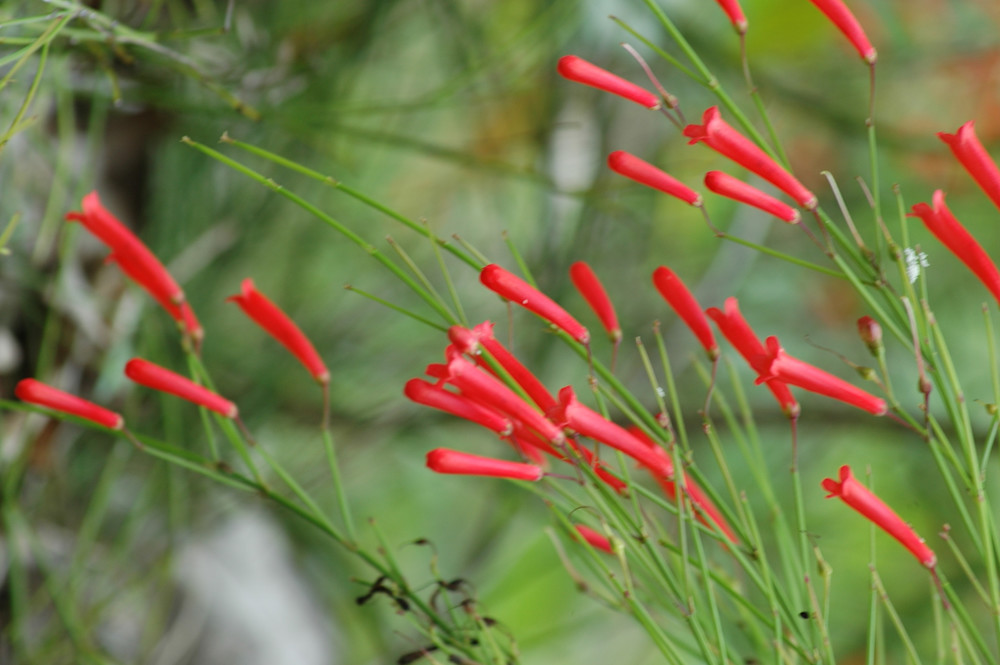 Bahama Mini Trumpets Photography Art | Floegel Artworks