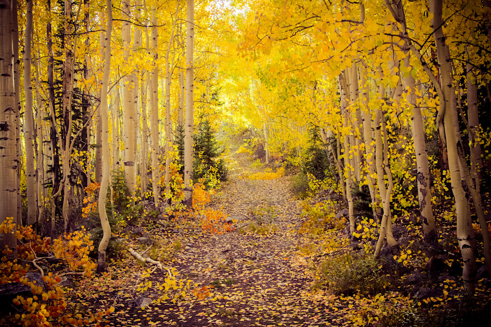 Golden Path – Autumn Aspen Trail in the Colorado Rockies Golden Path – Autumn Aspen Trail in the Colorado Rockies