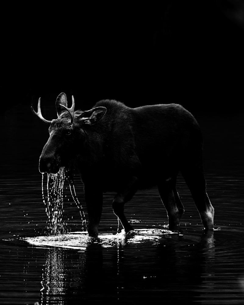 A dramatic black-and-white wildlife photo of a moose in Maroon Lake, captured in the stillness of early morning light. Fine art Colorado wildlife photography by Tamara Susa. A dramatic black-and-white wildlife photo of a moose in Maroon Lake, captured in the stillness of early morning light. Fine art Colorado wildlife photography by Tamara Susa.