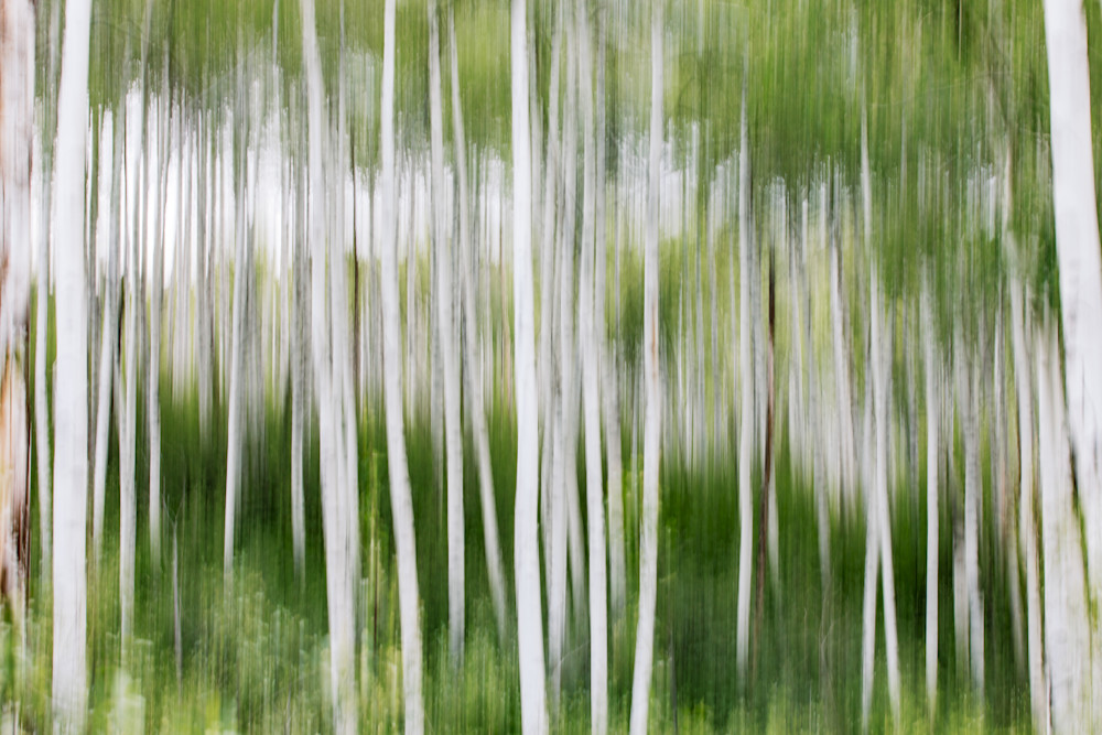 Ghost Grove – Abstract Aspen Forest Movement, Colorado Fine Art Ghost Grove – Abstract Aspen Forest Movement, Colorado Fine Art