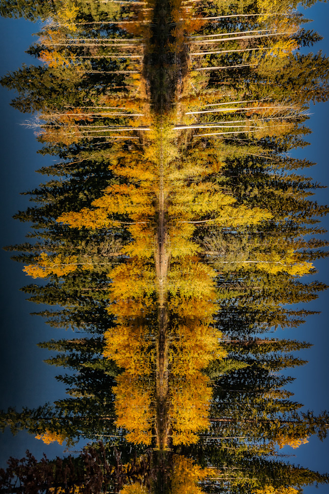 Portal of Gold – Vertical Aspen Forest Reflection Print | Tamara Susa Photography Portal of Gold – Vertical Aspen Forest Reflection Print | Tamara Susa Photography