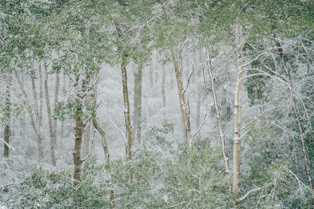 Echoes of Spring Snow – Aspen Grove Photography Print | Colorado Nature Art Echoes of Spring Snow – Aspen Grove Photography Print | Colorado Nature Art