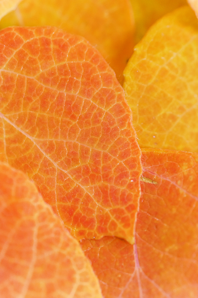 Veins of Autumn – Close-Up of Aspen Leaves in Fall