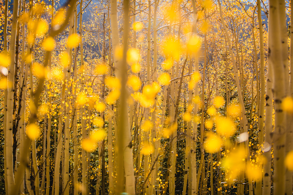 Golden Aspen Leaves | Fall Forest Photography Print Golden Aspen Leaves | Fall Forest Photography Print