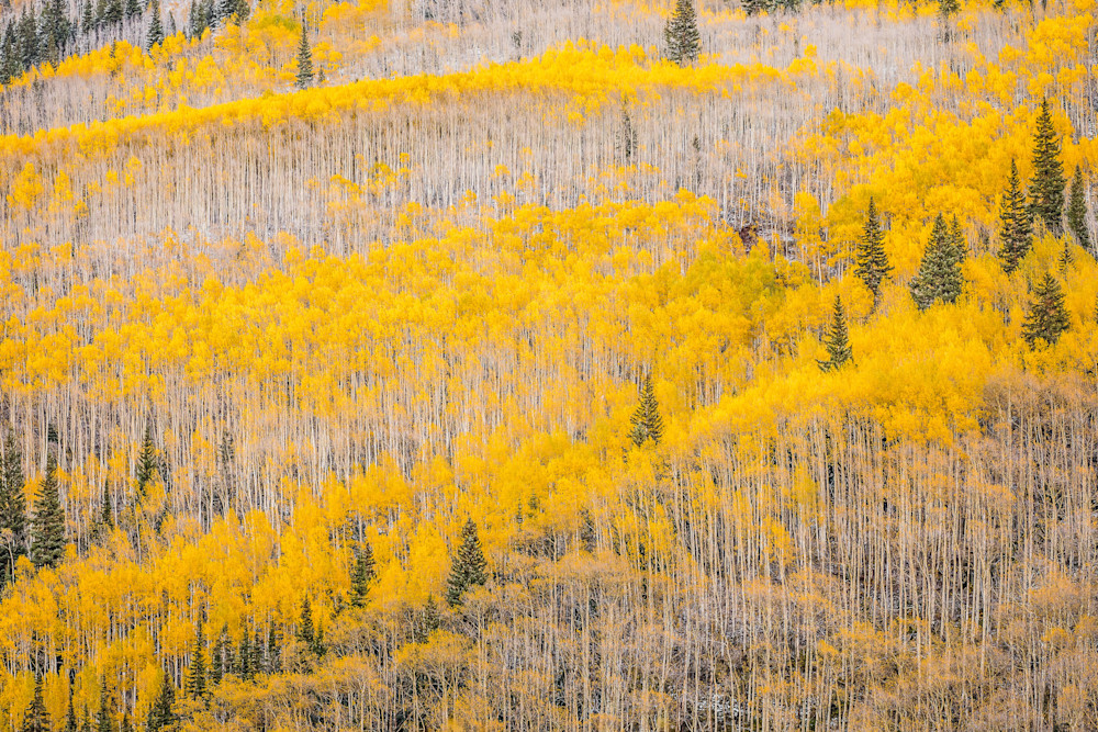 The Divide – Colorado Aspens and Pine Trees in Autumn The Divide – Colorado Aspens and Pine Trees in Autumn