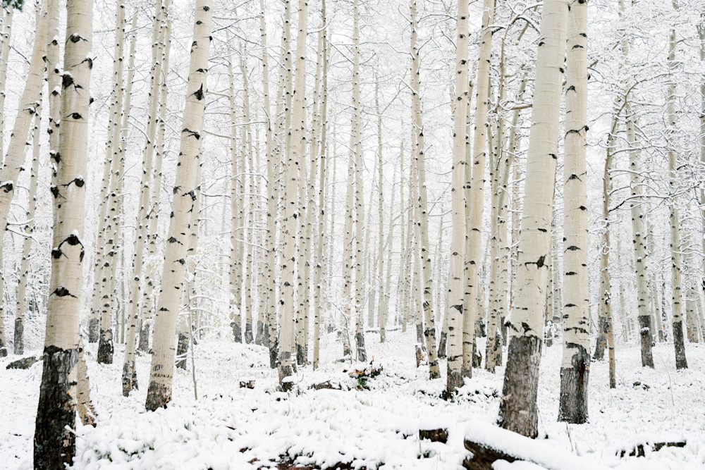 The Shape of Silence | Aspen Grove Winter Photography by Tamara Susa The Shape of Silence | Aspen Grove Winter Photography by Tamara Susa