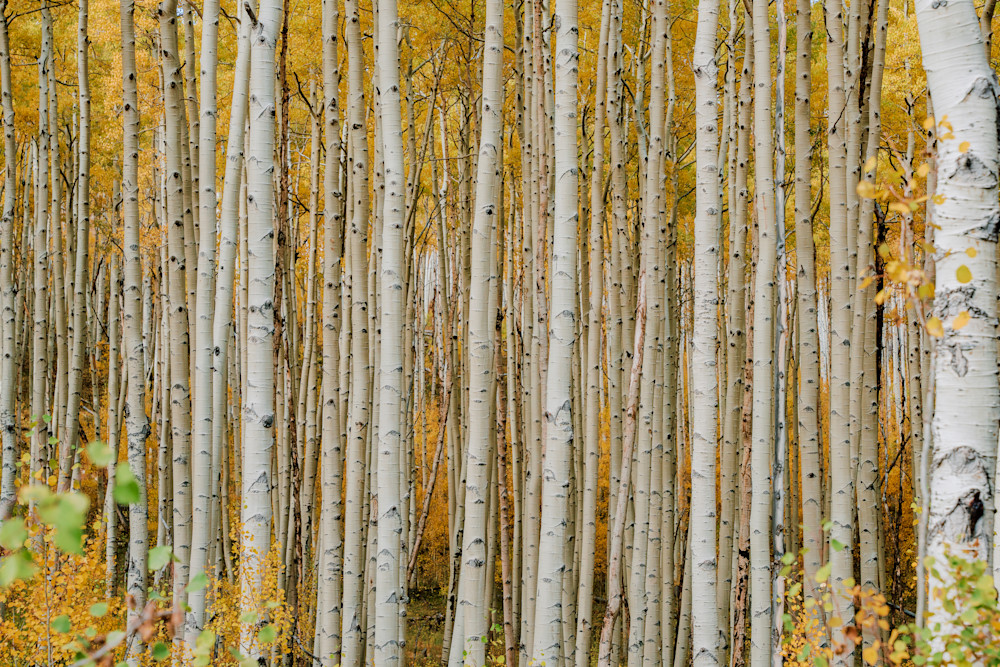 Golden Stillness – Aspen Grove Photography Print from Colorado Golden Stillness – Aspen Grove Photography Print from Colorado