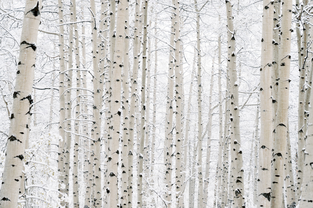 First Snow, Last Leaves | Colorado Aspen Winter Print by Tamara Susa First Snow, Last Leaves | Colorado Aspen Winter Print by Tamara Susa