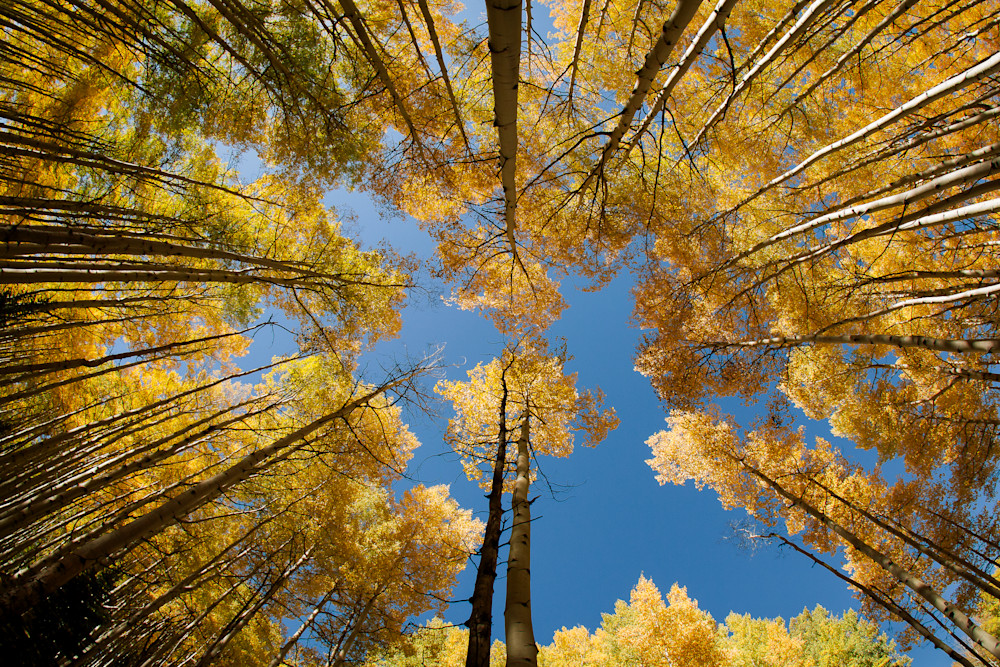 Golden Canopy – Looking Up Through Aspen Trees in Full Fall Color Golden Canopy – Looking Up Through Aspen Trees in Full Fall Color